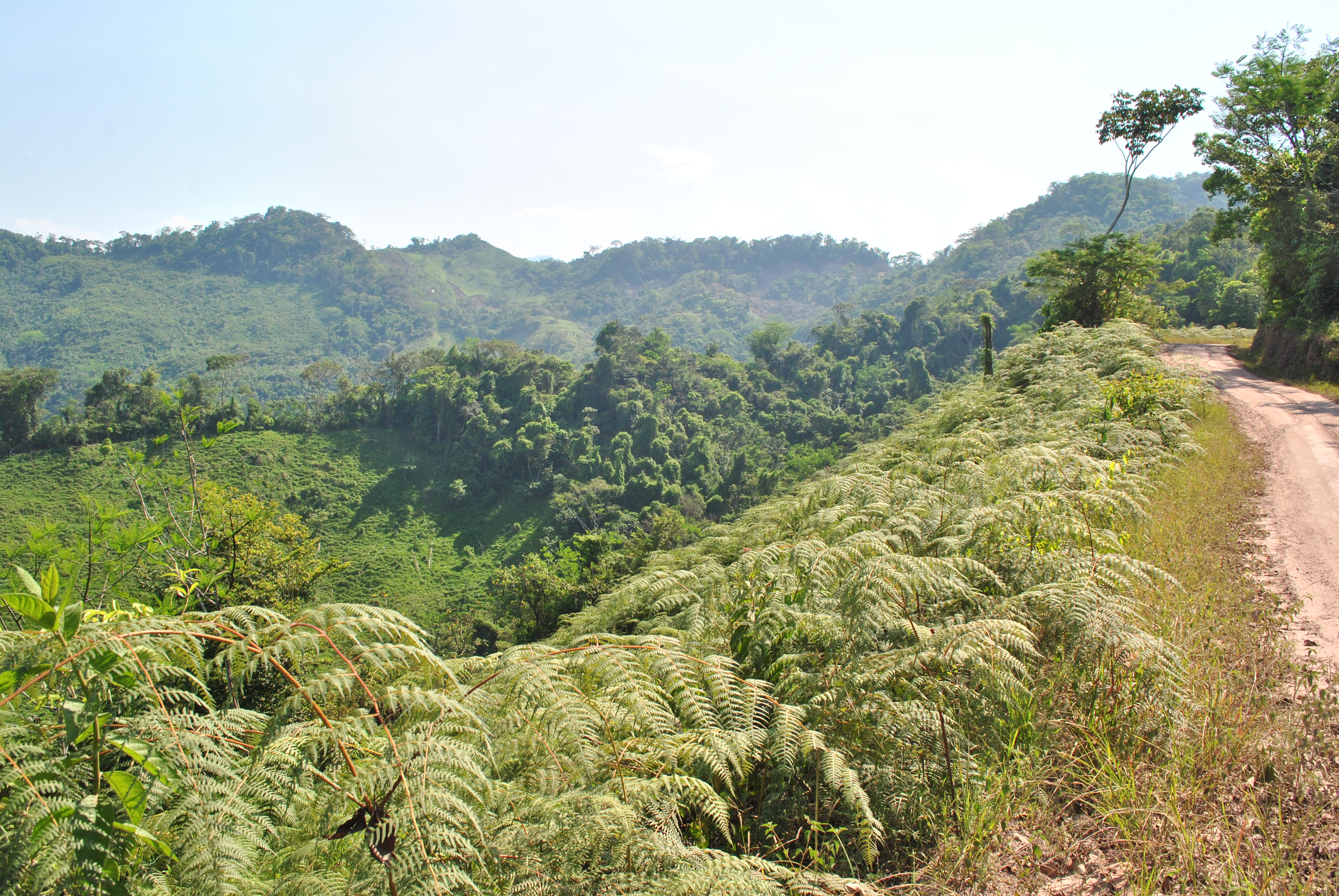 Pteridium arachnoideum