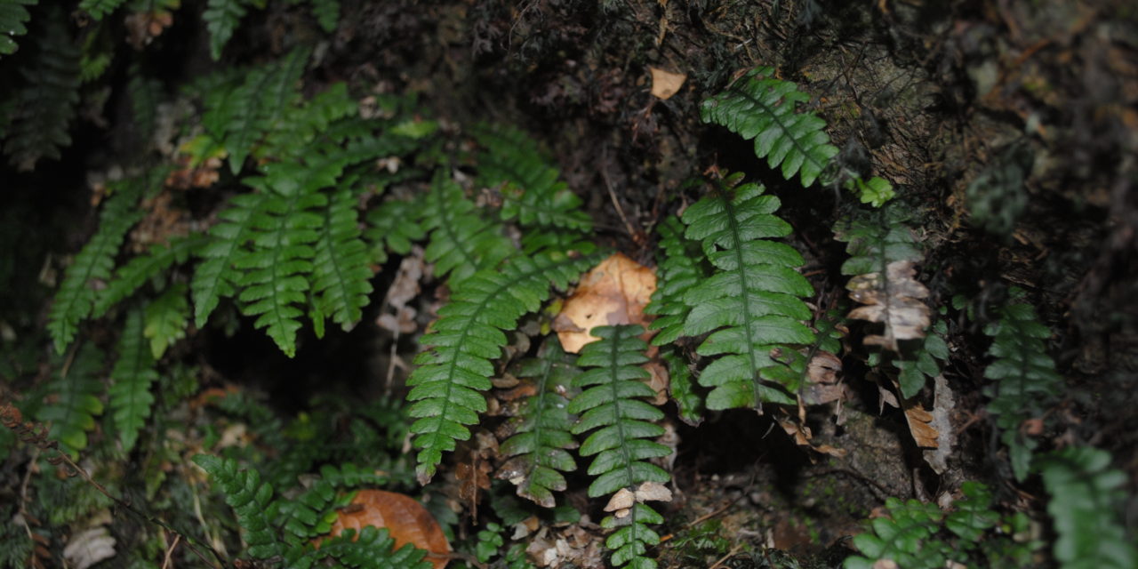 Austroblechnum stoloniferum