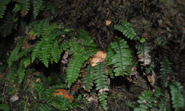 Austroblechnum stoloniferum