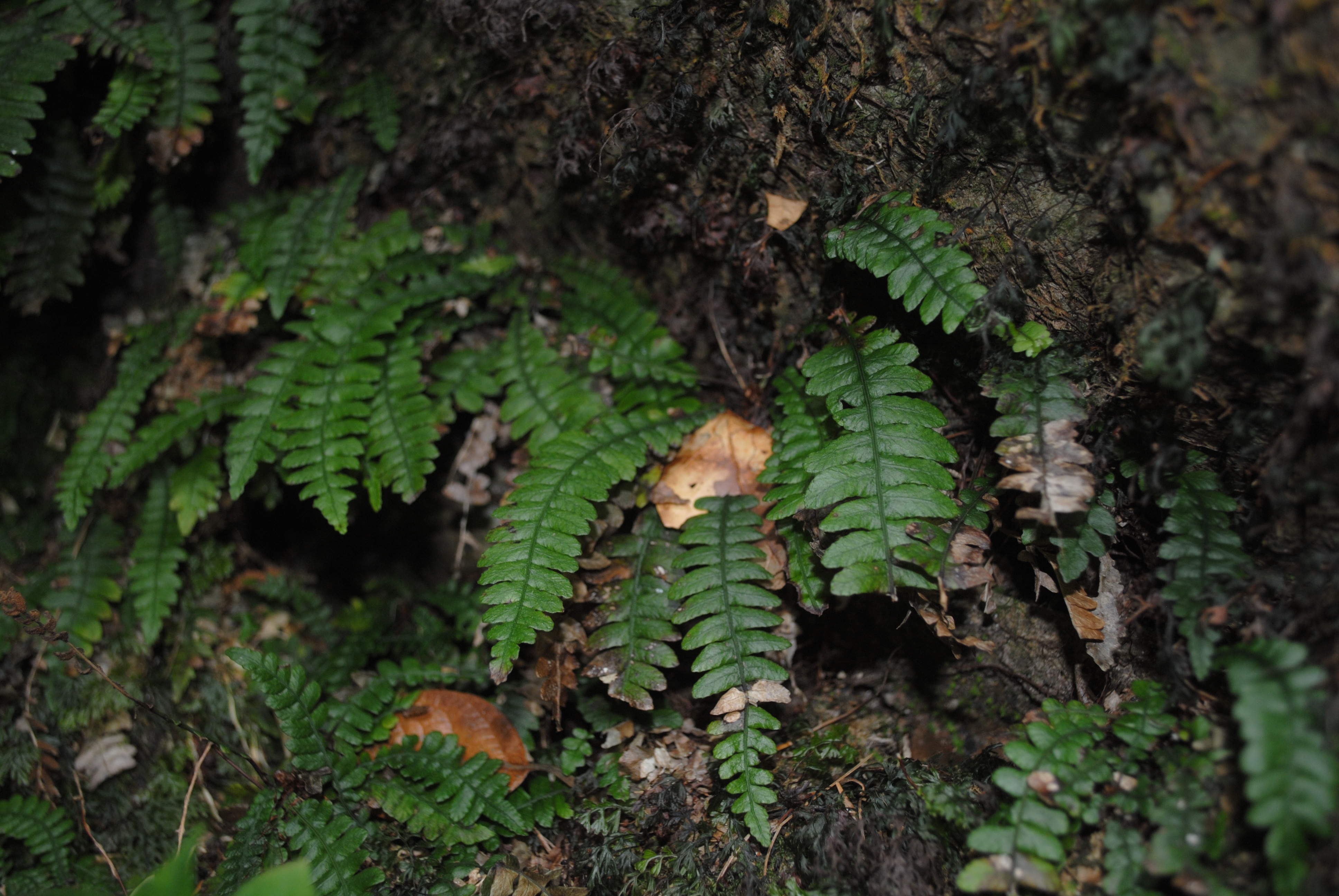 Austroblechnum stoloniferum