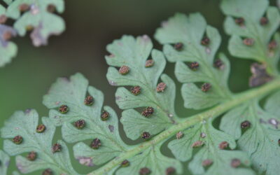 Dennstaedtia cornuta