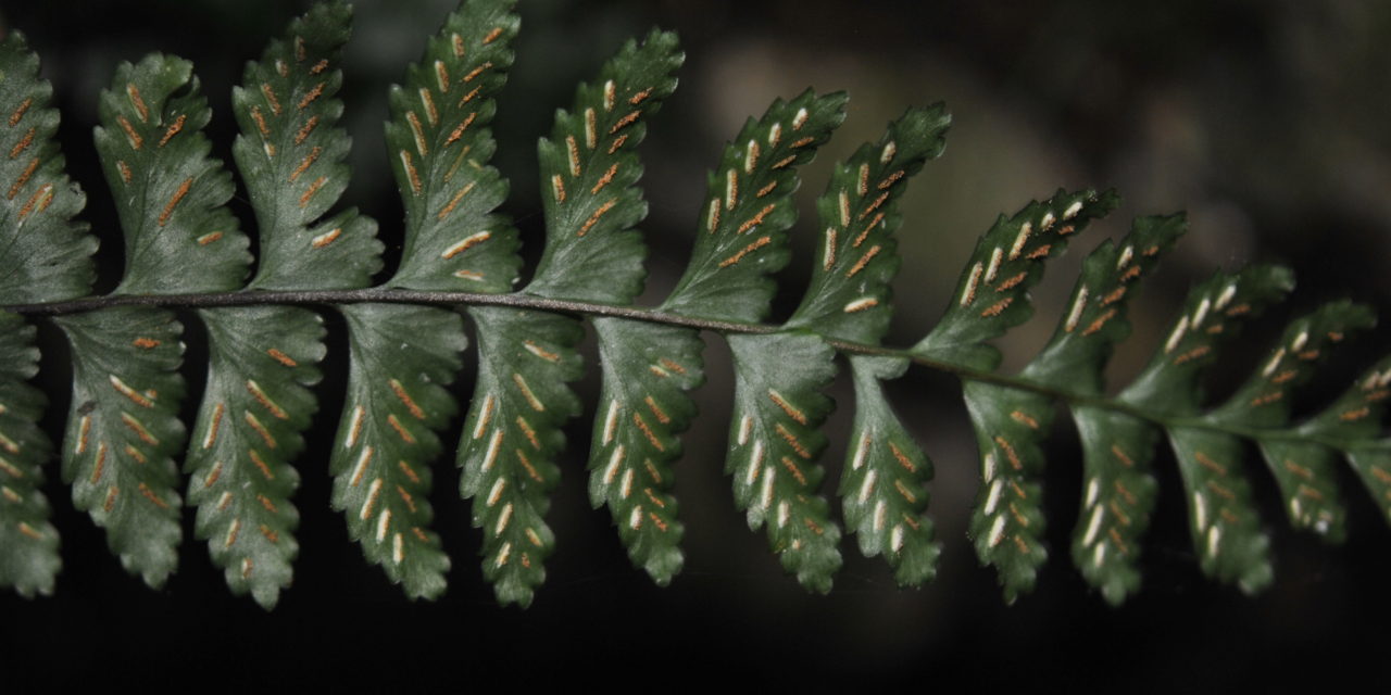 Asplenium barbaense