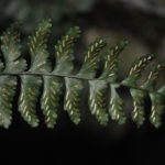 Asplenium barbaense