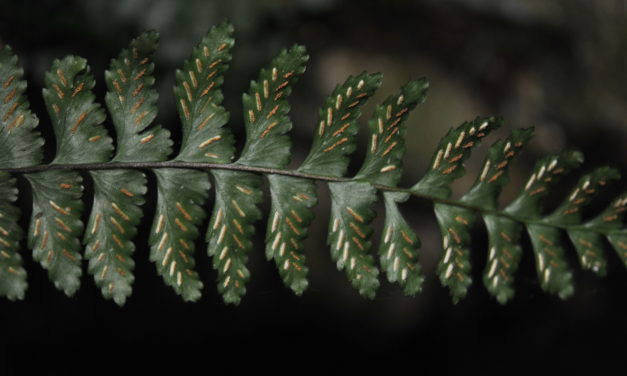 Asplenium barbaense