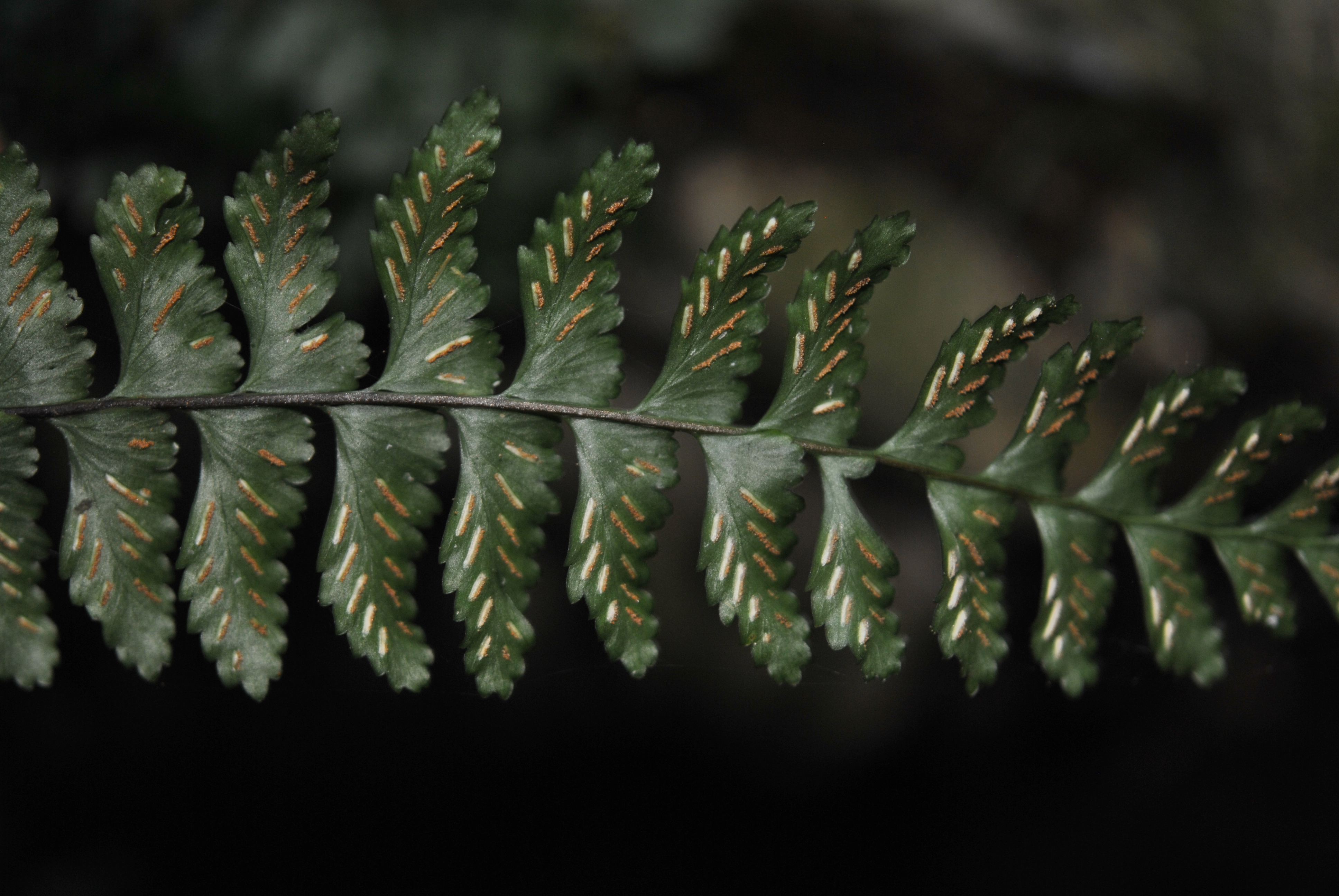 Asplenium barbaense