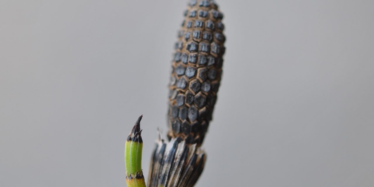 Equisetum hyemale var. affine