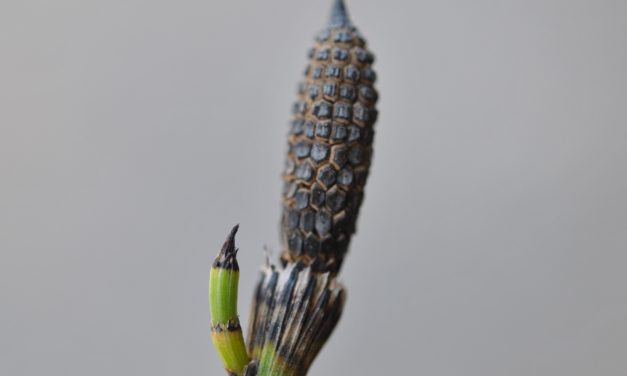 Equisetum hyemale var. affine