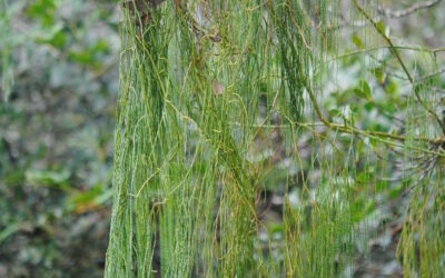 Lycopodiastrum casuarinoides