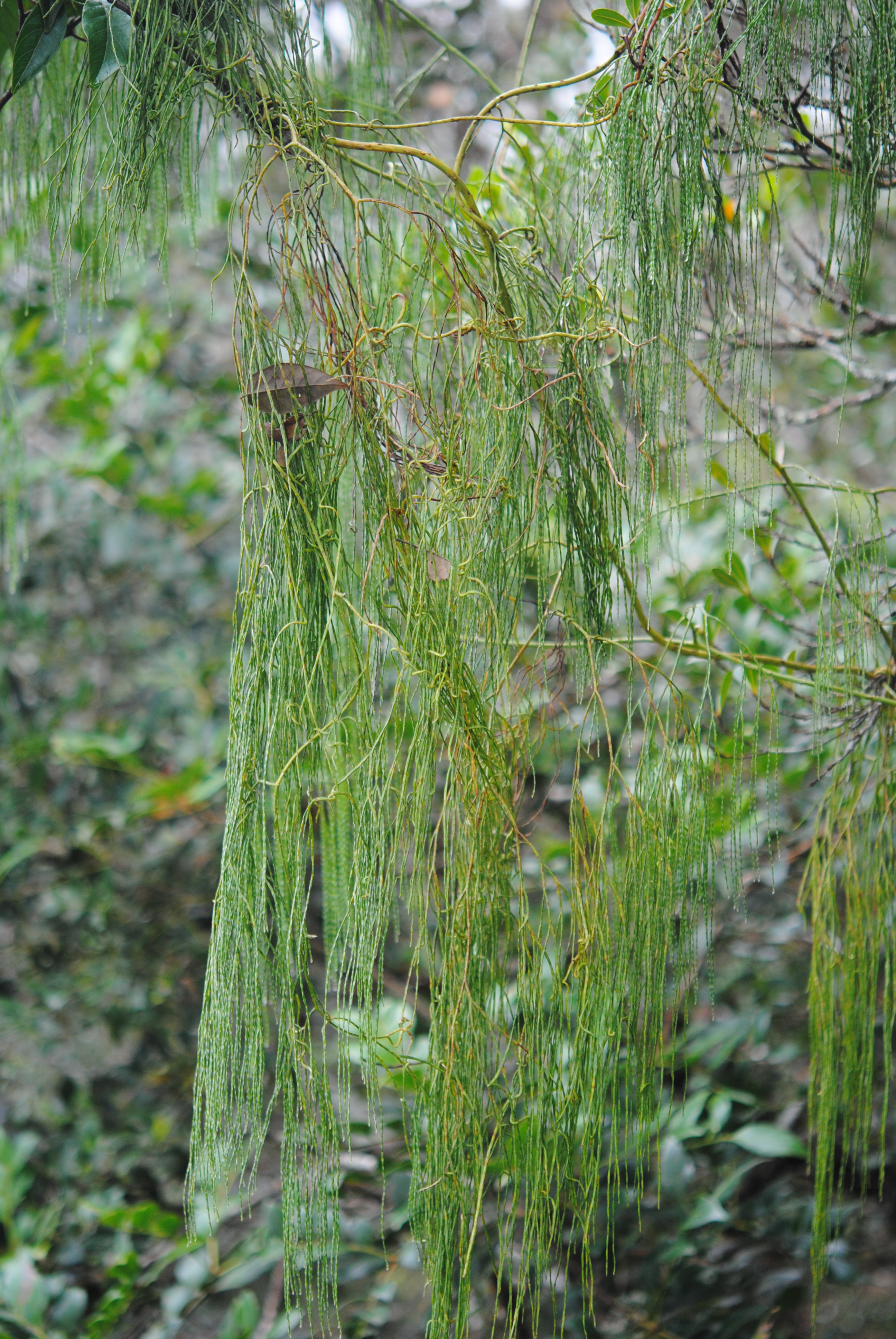 Lycopodiastrum casuarinoides