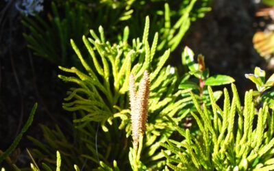 Diphasiastrum thyoides