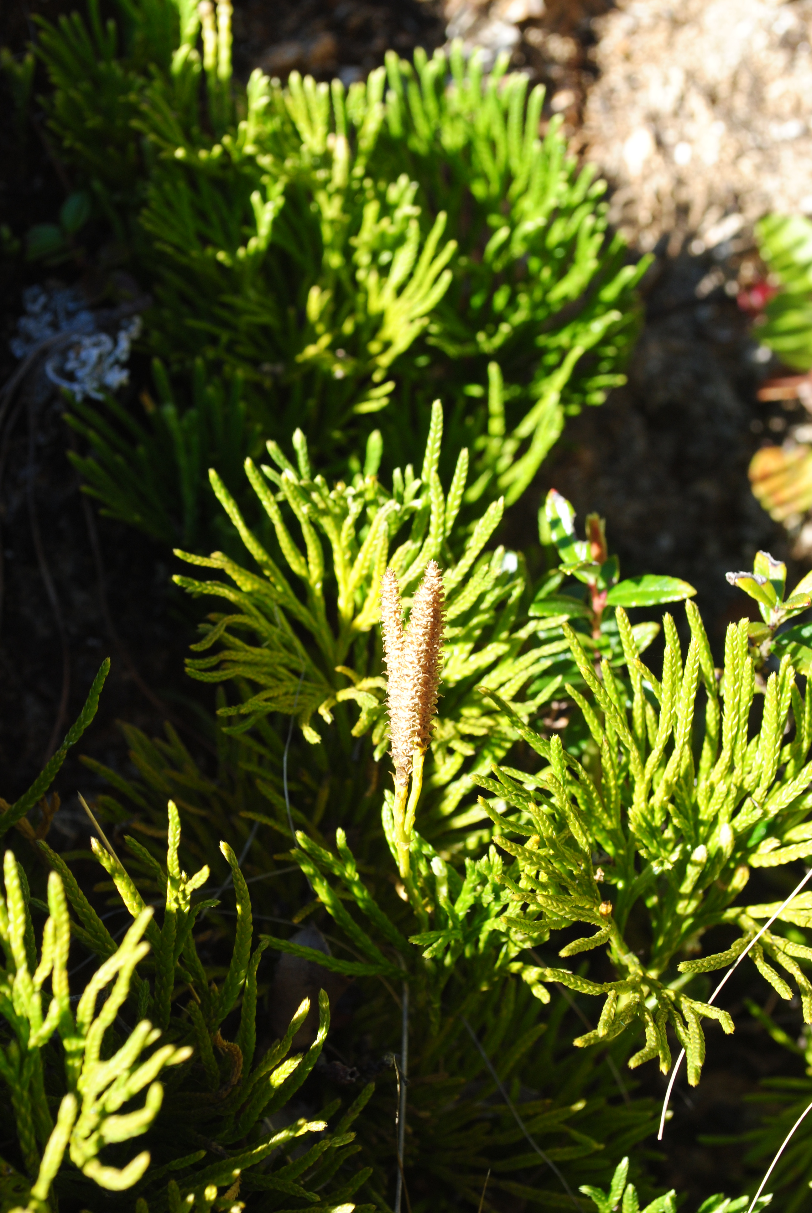 Diphasiastrum thyoides