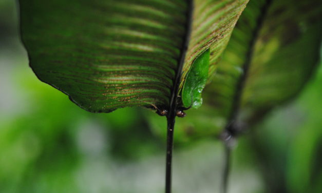 Diplazium cordifolium