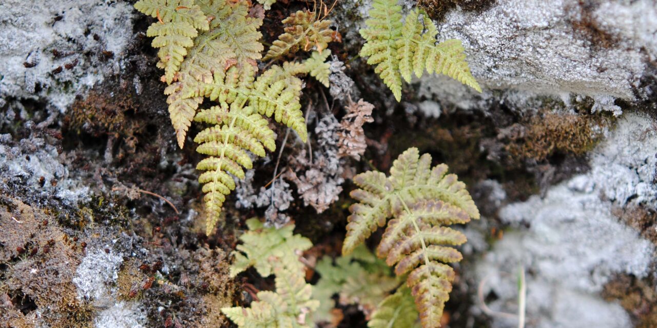 Dryopteris cf nubigena