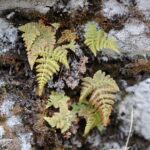 Dryopteris cf nubigena