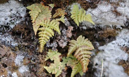 Dryopteris cf nubigena