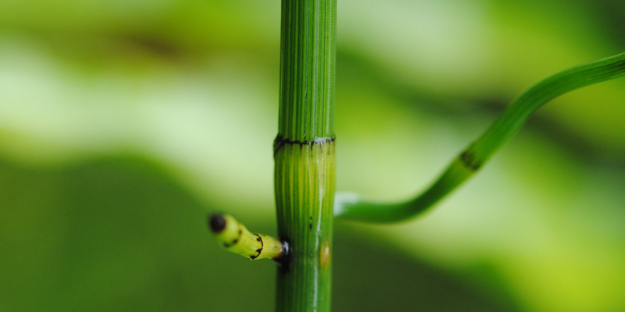 Equisetum ramosissimum