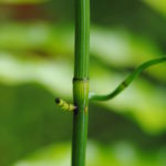 Equisetum ramosissimum