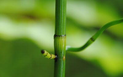 Equisetum ramosissimum
