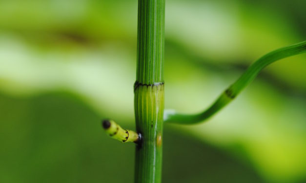 Equisetum ramosissimum