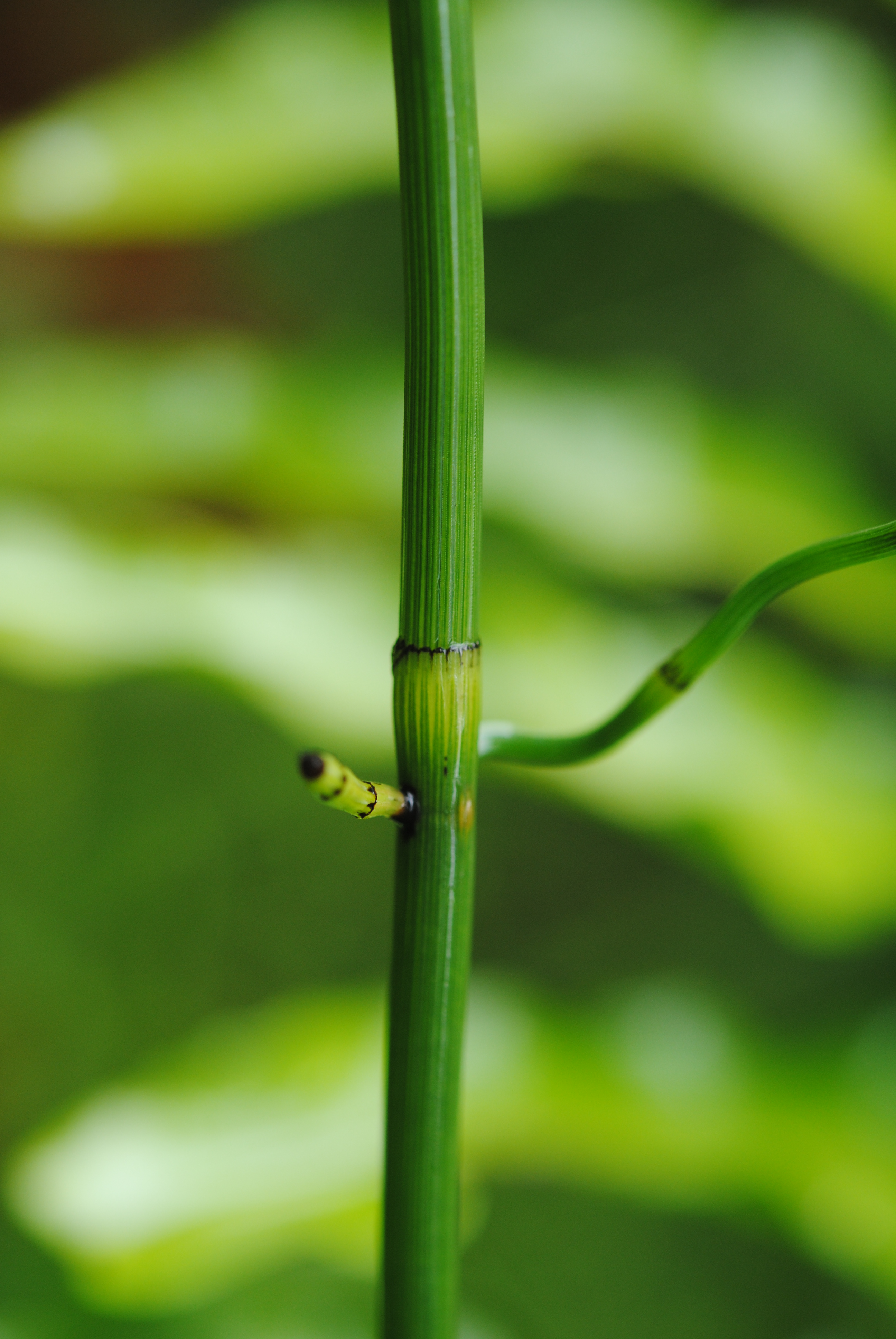 Equisetum ramosissimum