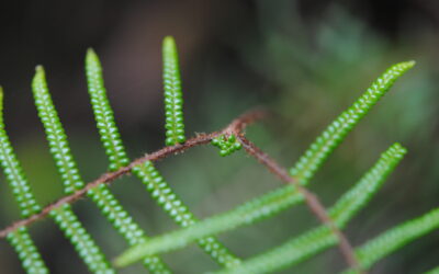 Gleichenia microphylla