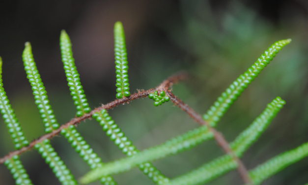 Gleichenia microphylla