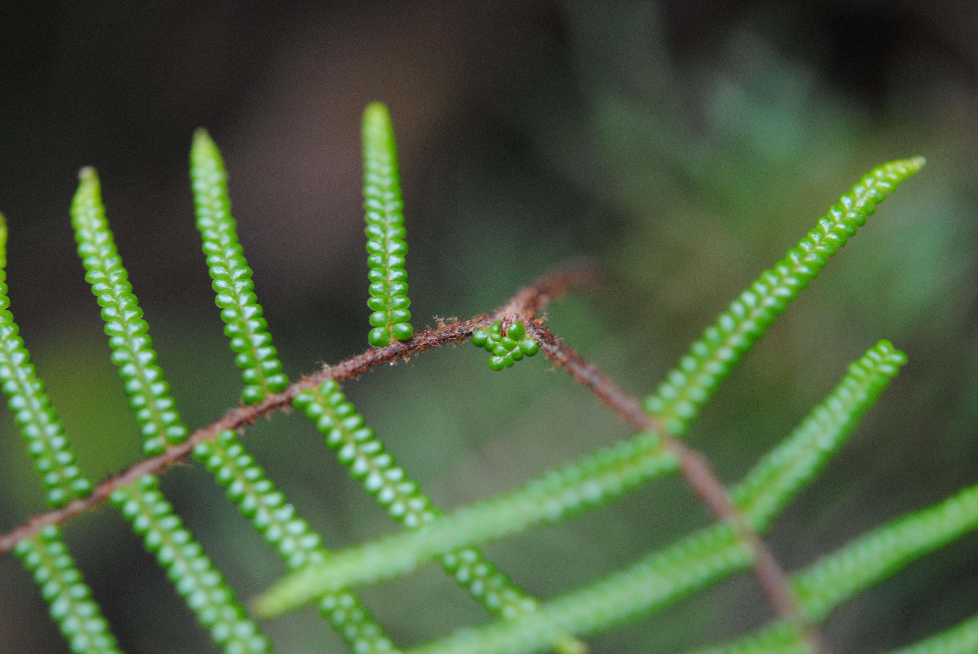 Gleichenia microphylla