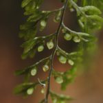 Hymenophyllum fucoides