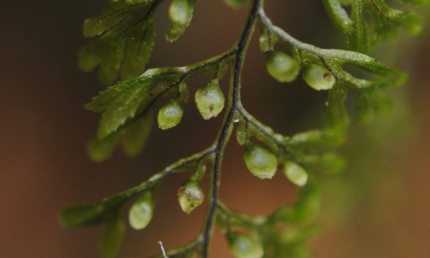 Hymenophyllum fucoides