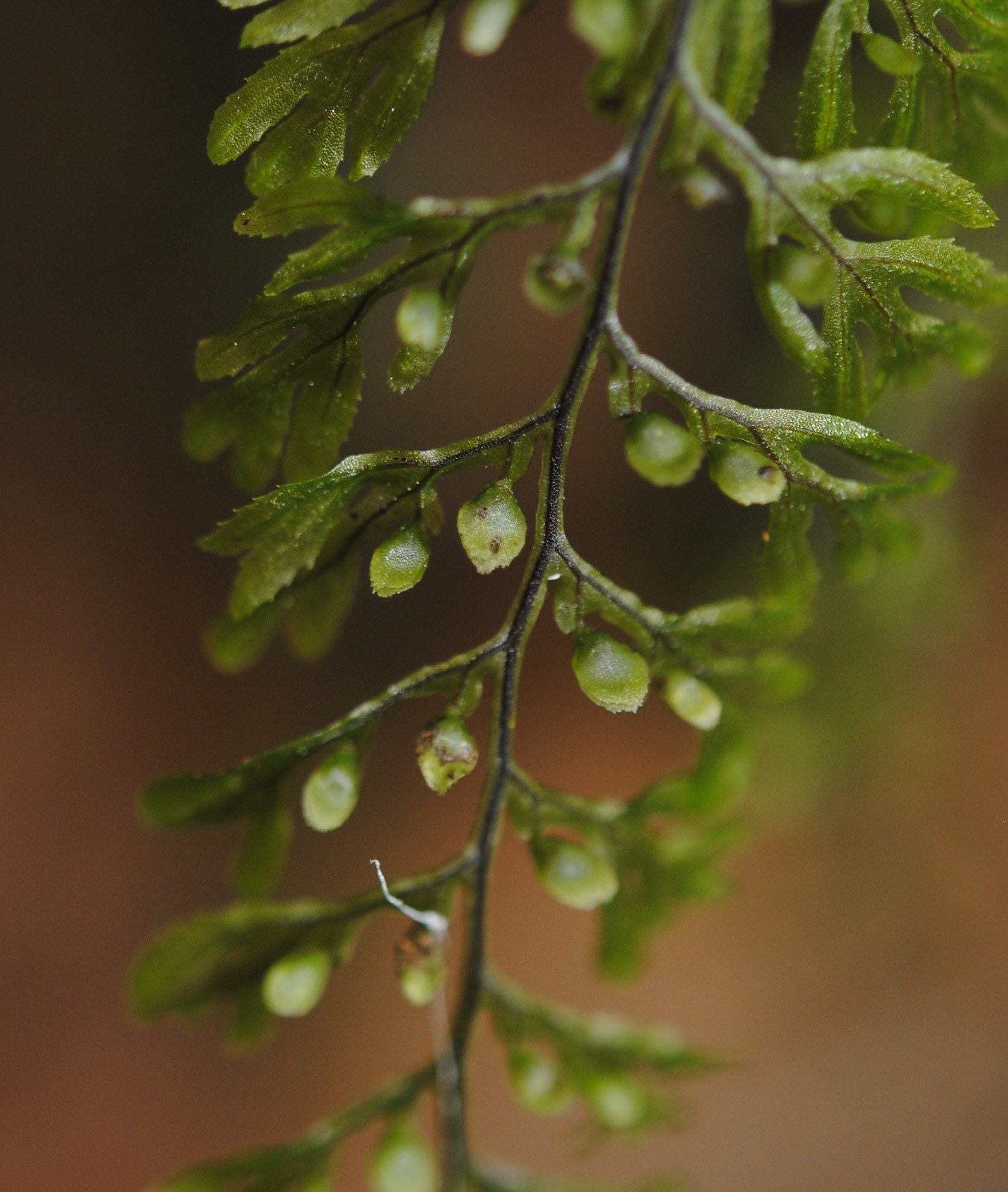 Hymenophyllum fucoides