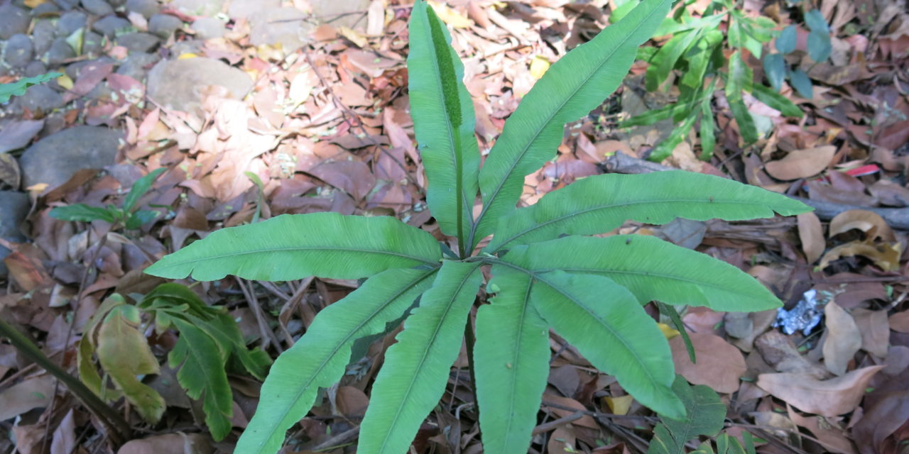 Helminthostachys zeylanica