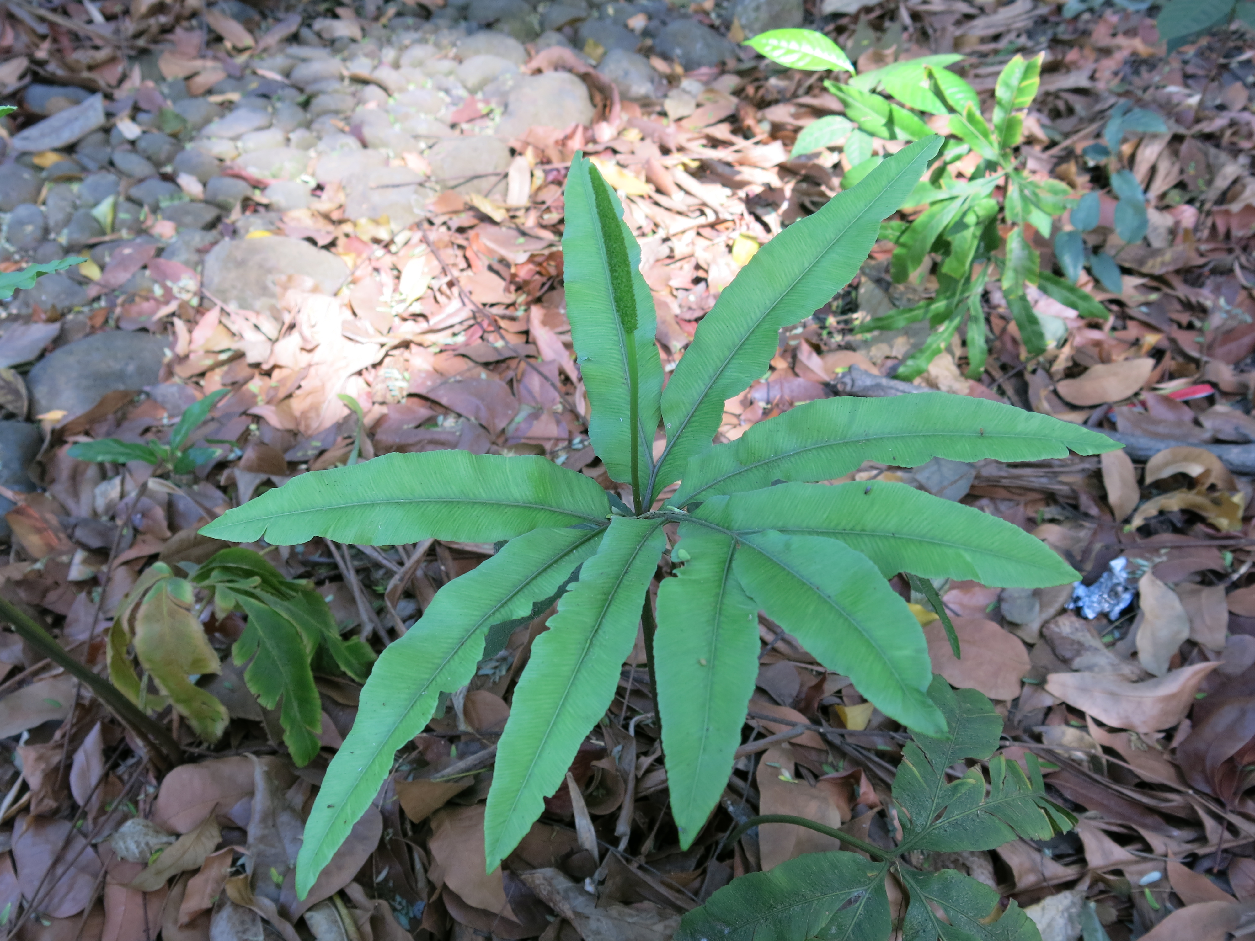 Helminthostachys zeylanica