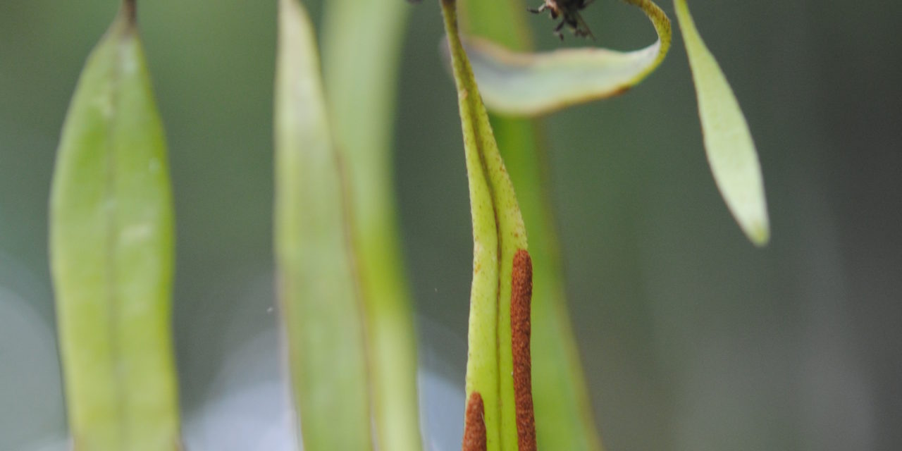 Pyrrosia piloselloides