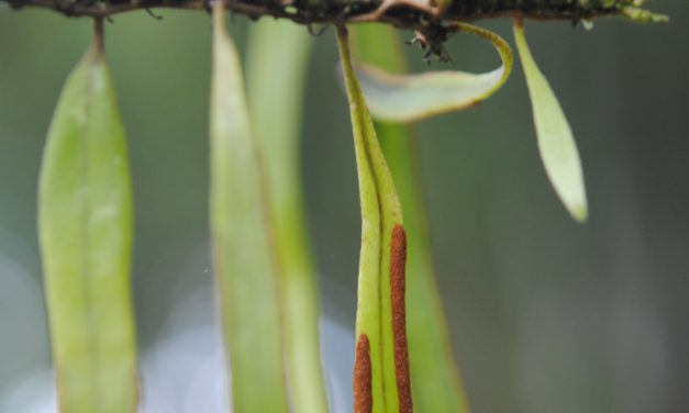 Pyrrosia piloselloides