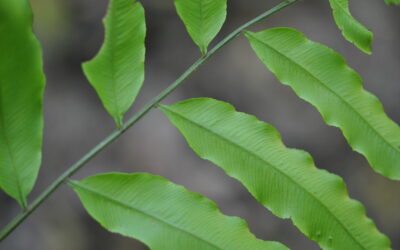 Lomariopsis recurvata