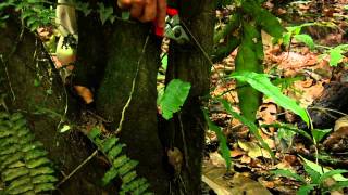 Fern hybrids: Lomariopsis example (with Robbin C. Moran)