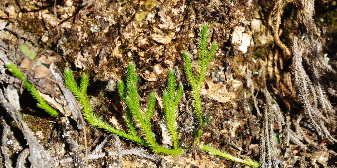 Lycopodium clavatum