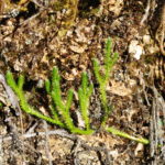 Lycopodium clavatum