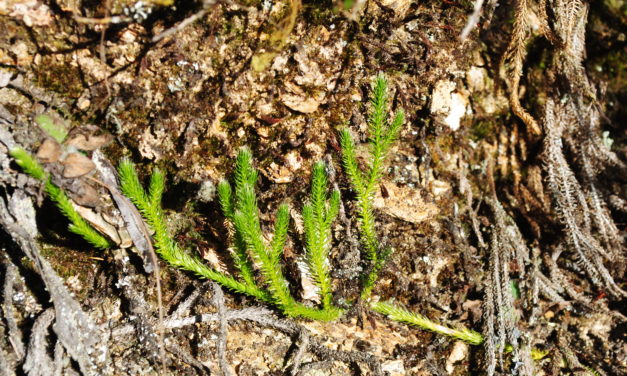 Lycopodium clavatum