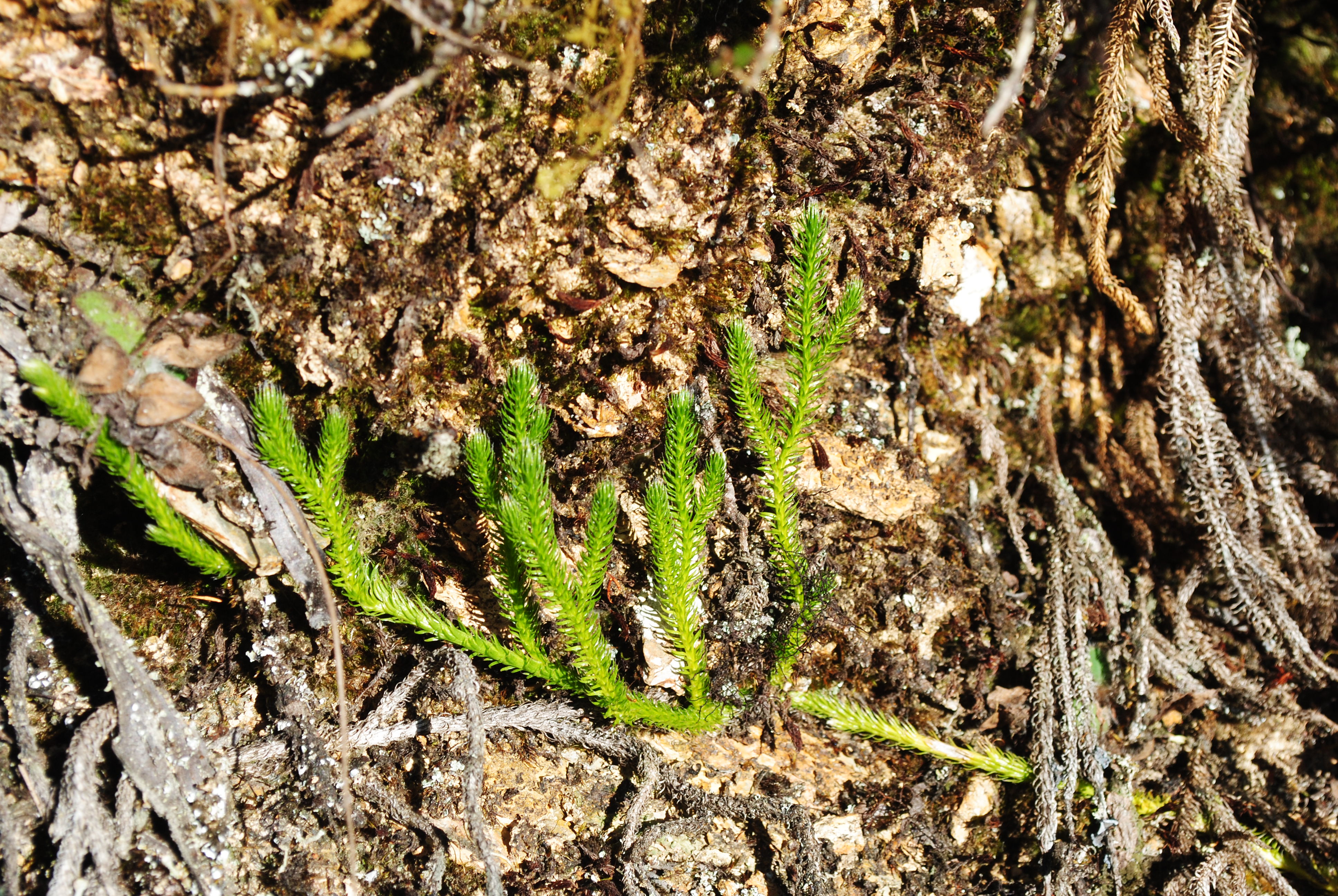 Lycopodium clavatum