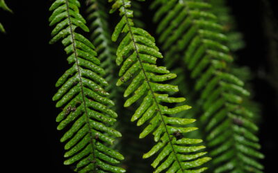 Melpomene leptostoma