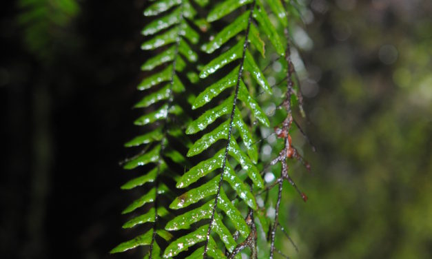 Melpomene leptostoma