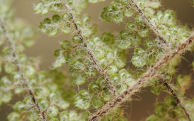 Myriopteris lendigera