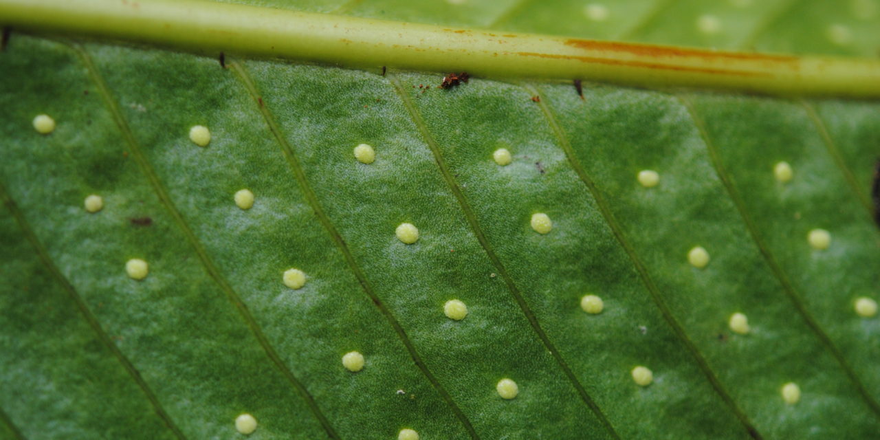 Niphidium crassifolium