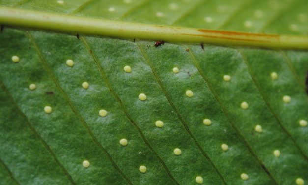 Niphidium crassifolium