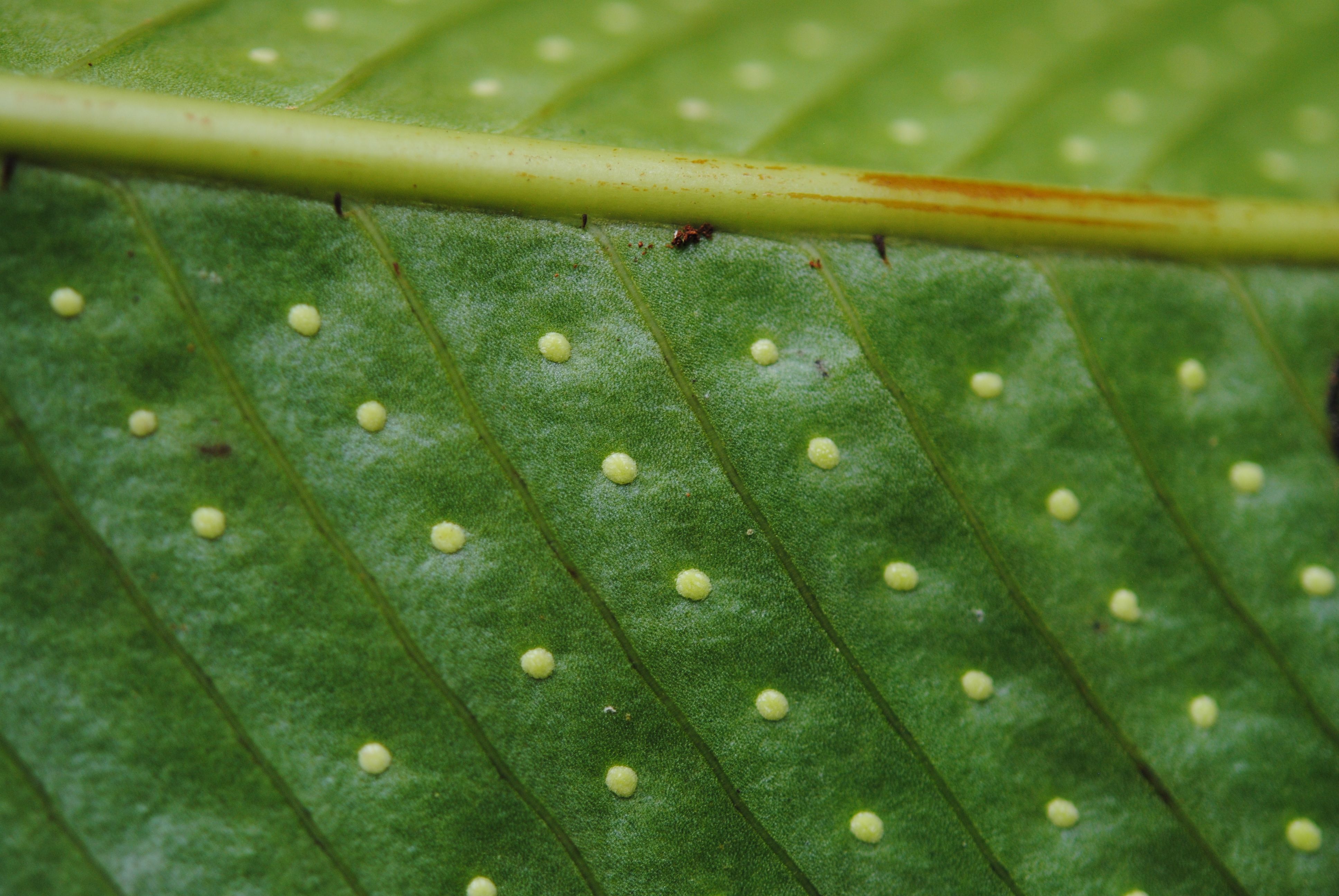 Niphidium crassifolium