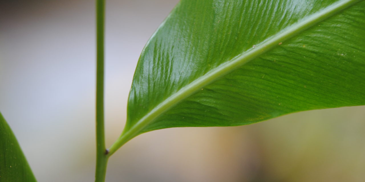 Olfersia cervina