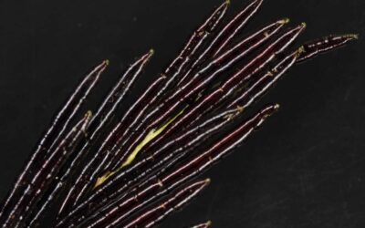 Pentarhizidium orientale