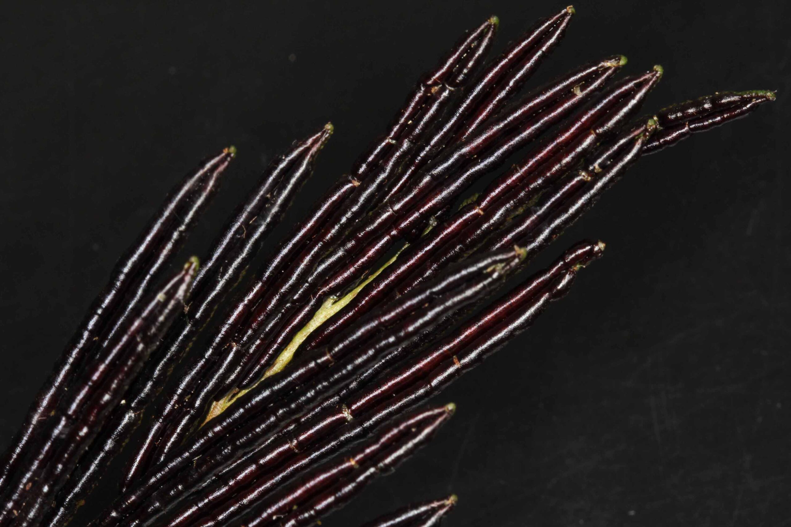 Pentarhizidium – fertile ab1