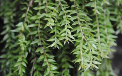 Phlegmariurus myrsinites